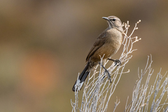 Cercotrichas coryphoeus