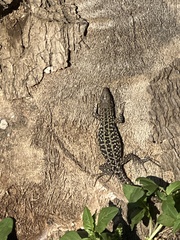 Podarcis siculus
