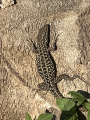 Podarcis siculus