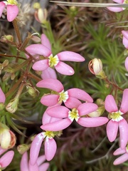 Stylidium recurvum