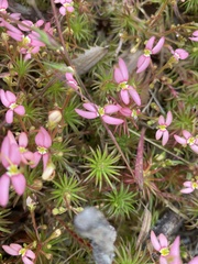 Stylidium recurvum