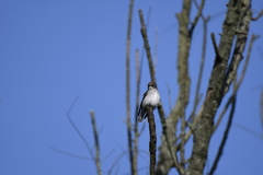 Muscicapa griseisticta