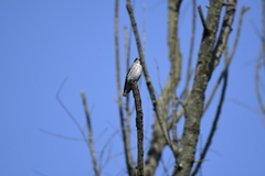 Muscicapa griseisticta