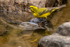 Crithagra flaviventris