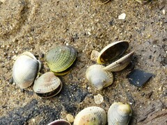 Austrovenus stutchburyi