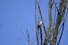 Muscicapa griseisticta