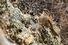 Emberiza capensis