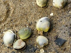Austrovenus stutchburyi