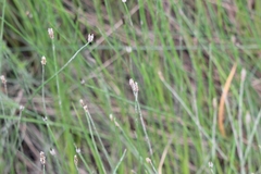 Eleocharis acuta