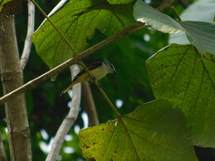 Pericrocotus cinnamomeus