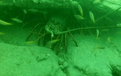 Panulirus interruptus