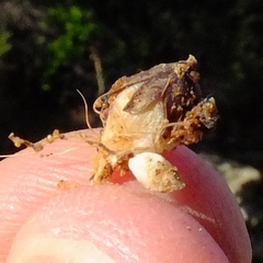 Hesperantha bachmannii