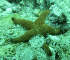 Fromia indica