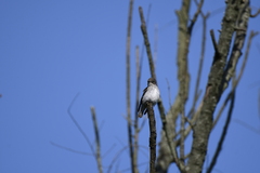 Muscicapa griseisticta