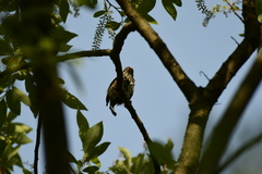 Picumnus innominatus
