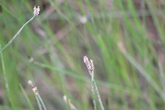 Eleocharis acuta
