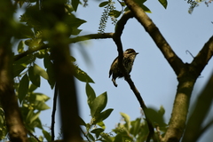 Picumnus innominatus