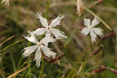 Dianthus plumarius praecox