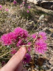 Melaleuca parviceps