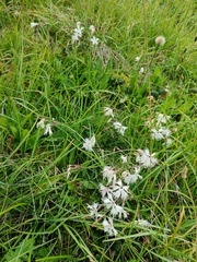 Dianthus plumarius praecox