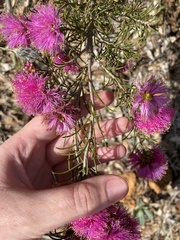 Melaleuca parviceps
