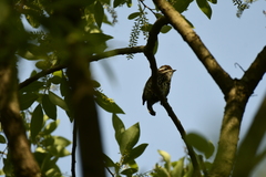 Picumnus innominatus