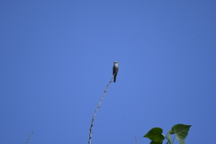 Pericrocotus cantonensis