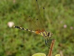 Trithemis pallidinervis