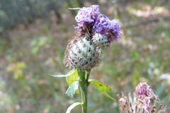 Centaurea phrygia pseudophrygia