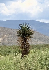 Yucca treculiana