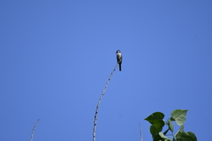 Pericrocotus cantonensis