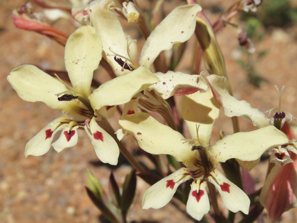 Lapeirousia fabricii, Farm Brakputs, Namakwa, South Africa