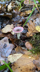 Russula cremoricolor