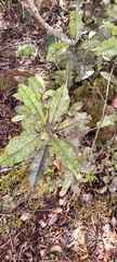 Quintinia serrata