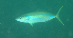 Elagatis bipinnulata