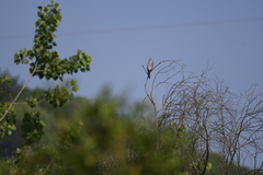 Accipiter soloensis