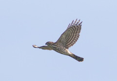 Accipiter virgatus