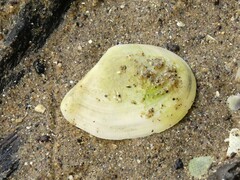 Macomona liliana