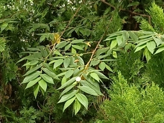 Xylocopa aestuans