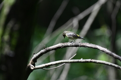 Ficedula zanthopygia