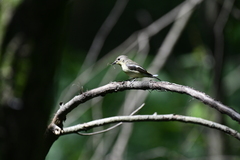 Ficedula zanthopygia