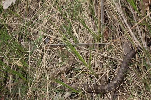 Tiger Snake sighting
