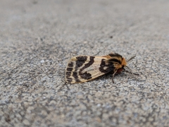 Ardices curvata