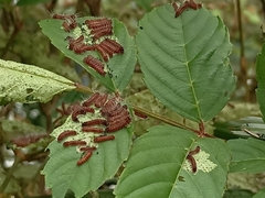 Thyrassia