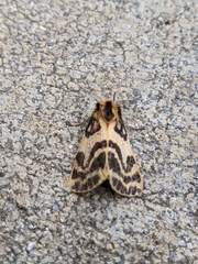 Ardices curvata