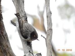 Daphoenositta chrysoptera