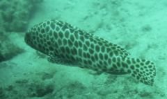 Epinephelus quoyanus
