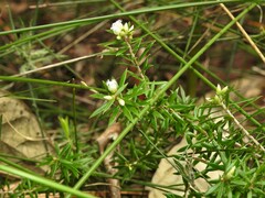 Styphelia leptospermoides