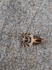 Ardices curvata