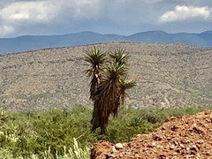 Yucca treculiana